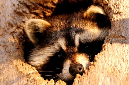 Raccoon Animal