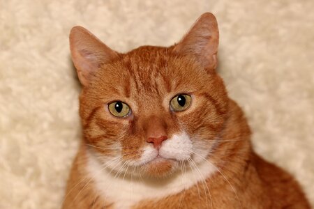 Animal domestic cat cat face photo