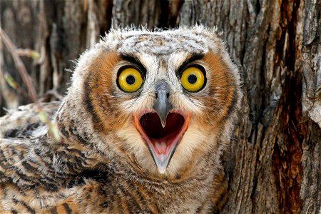 Great Horned Owl Bird photo