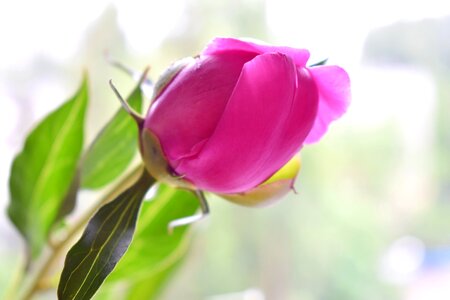 Closeup pink flower macro photography photo