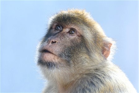 Barbary Macaque Ape