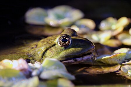 Pond water frog frog pond