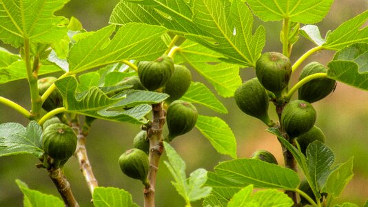 Leaf plant nature photo