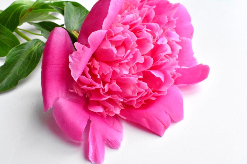 Closeup pink flower macro photography