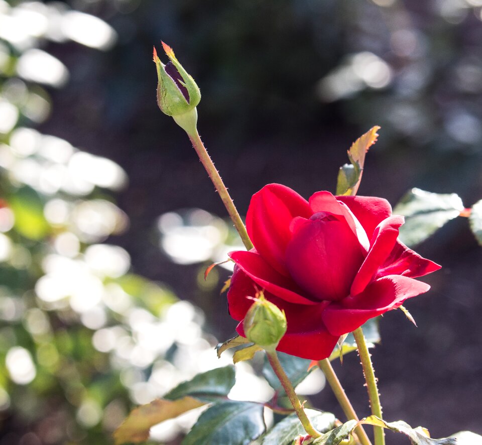 Plant flower ornamental plant