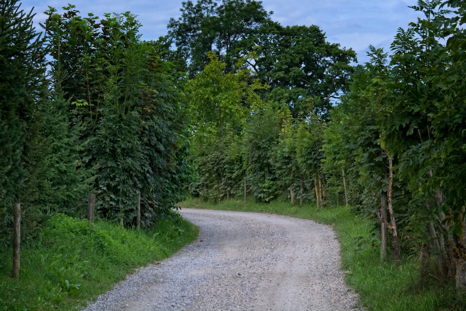 Green nature lane