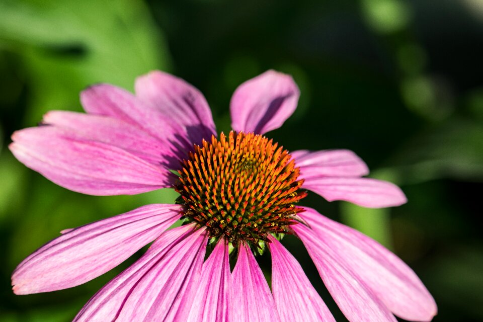 Plant flower ornamental plant photo