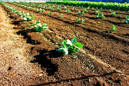 Field Plants