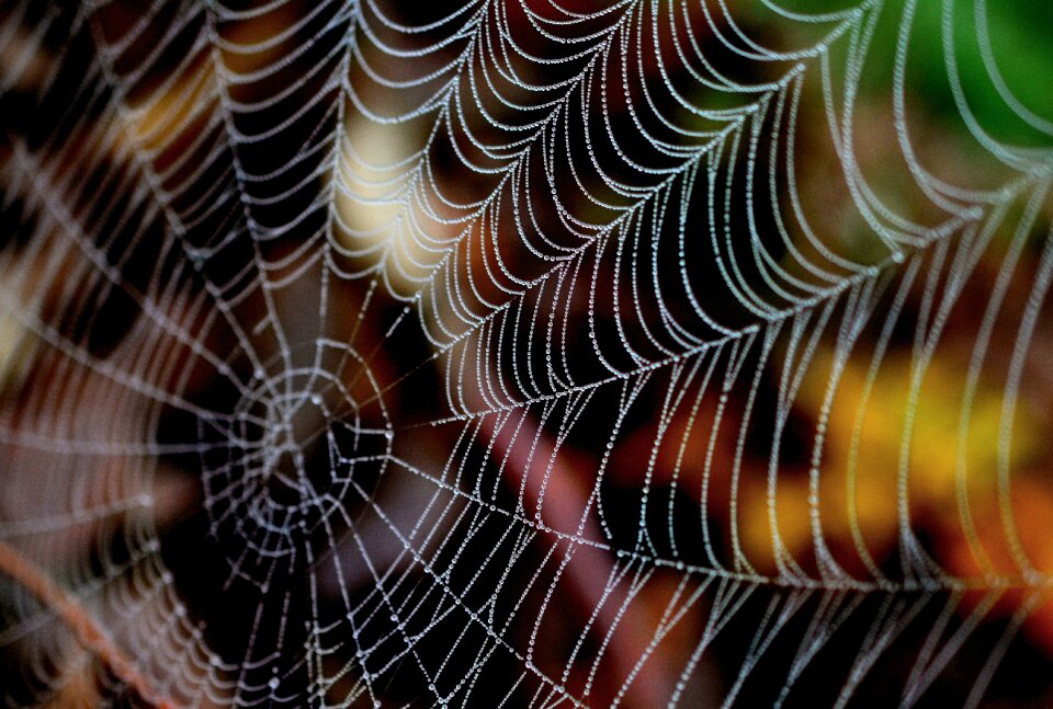 Nature autumn morgentau