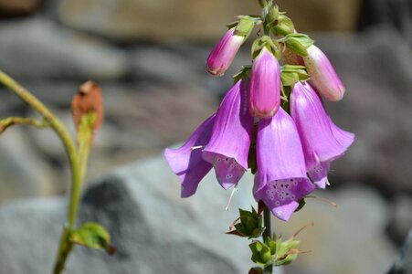 Digitalis medicinal plant purple