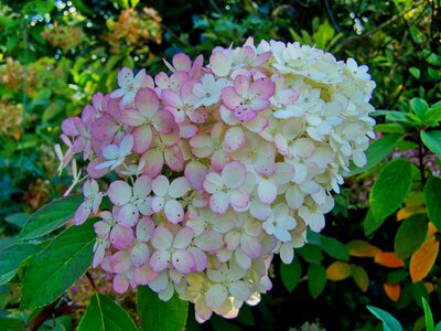 Hydrangea pale pink Free photos