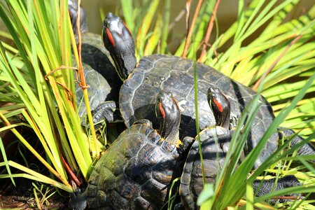 Animals shell living nature