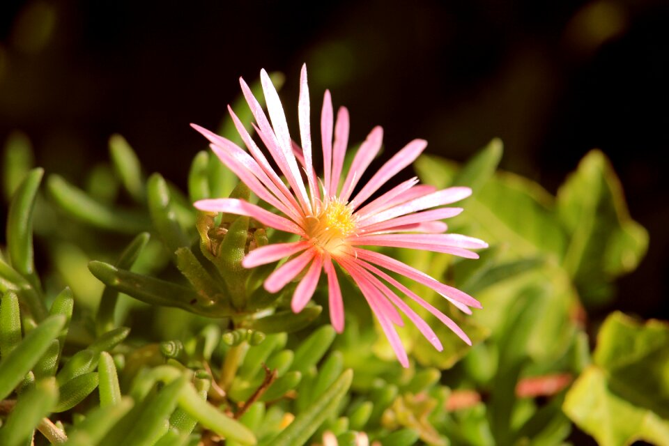 Blossom bloom nature
