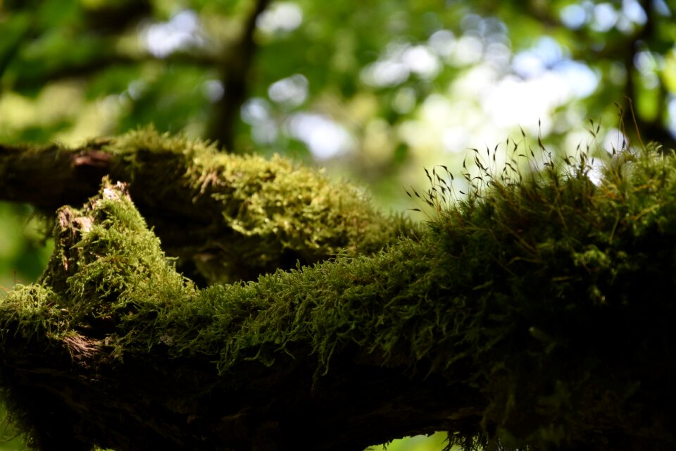 Nature forest atmosphere