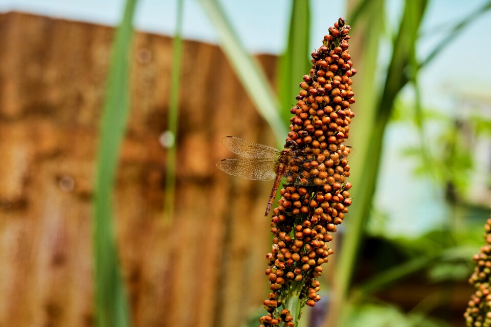 Plant summer garden