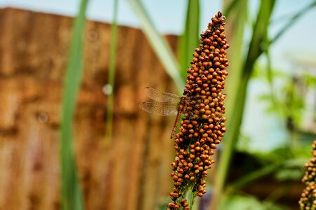 Plant summer garden
