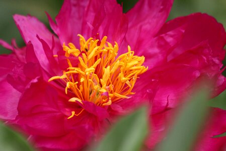 Beautiful flower bloom