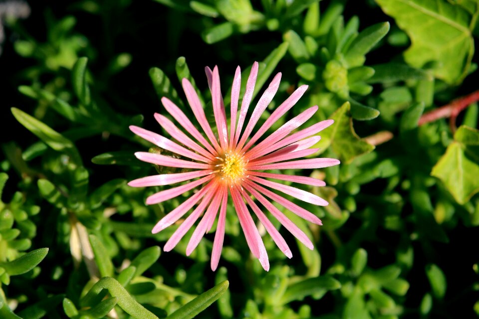 Blossom bloom nature