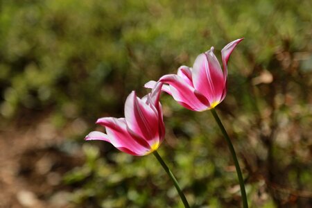 Summer leaf tulip