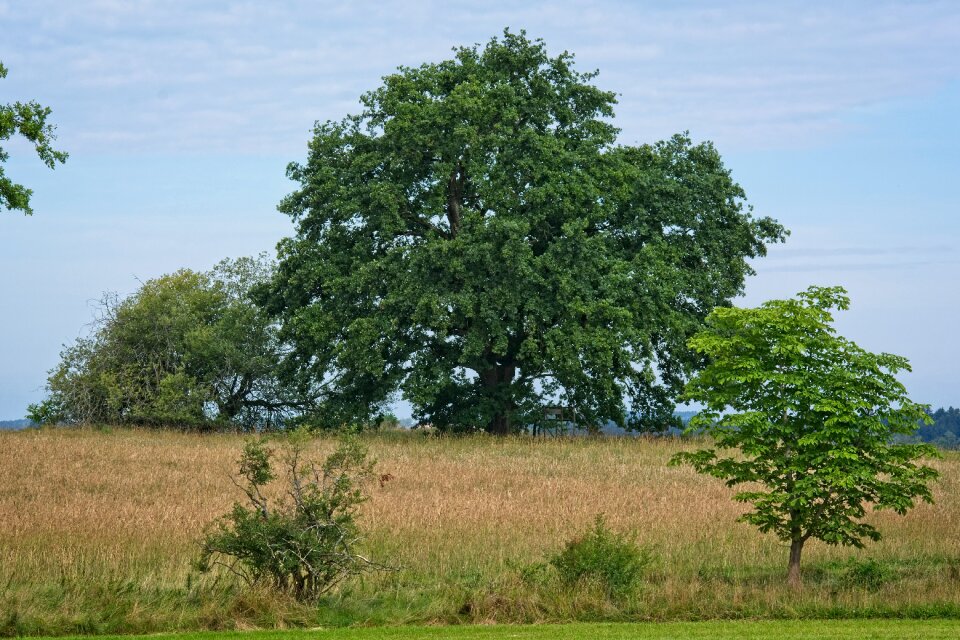 Nature meadow pasture