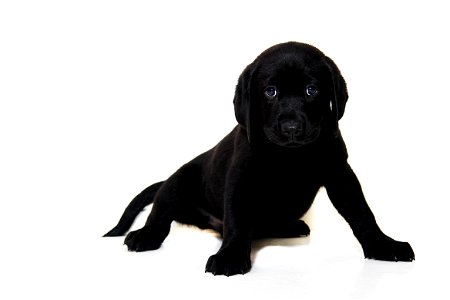 Puppy Dog Labrador Retriever photo