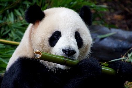 Giant Panda Animal photo