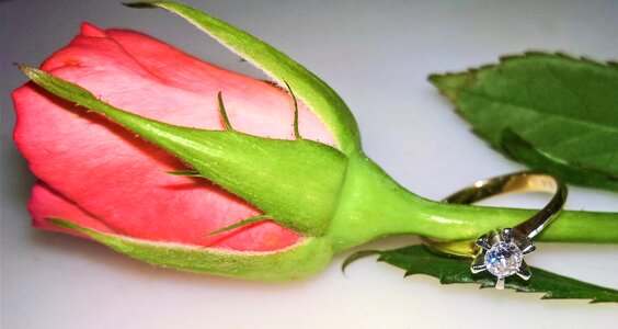 Salmon pink ring ladies ring