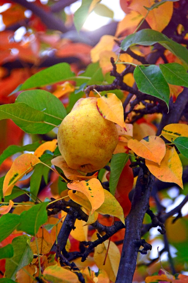Pear tree fresh vitamins