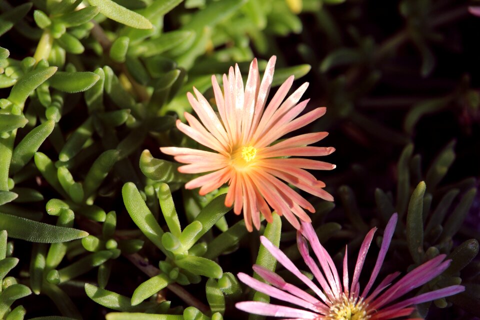 Blossom bloom nature