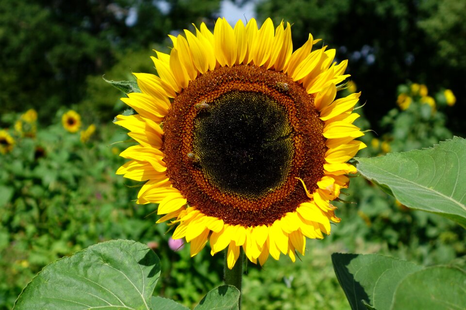 Blossom bloom plant