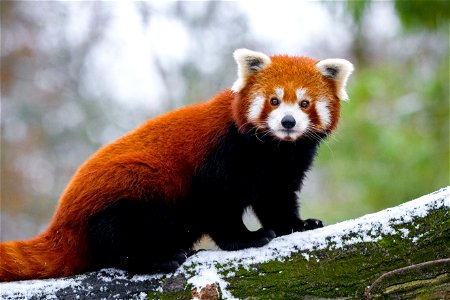 Red Panda Animal photo