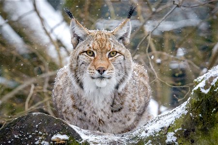 Lynx Animal photo