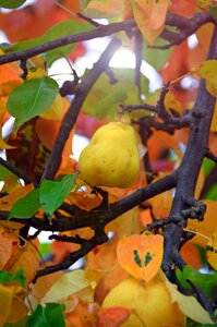 Pear tree fresh vitamins