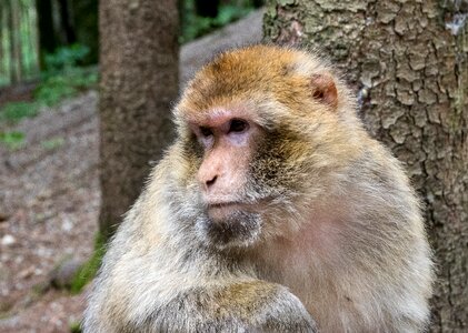 Wild animal nature animal world
