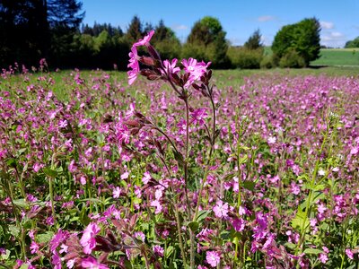 Red melandrium red waldnelke day red campion