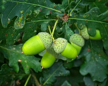 Oak leaves branch