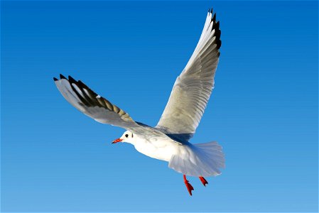 Common Gull Bird photo