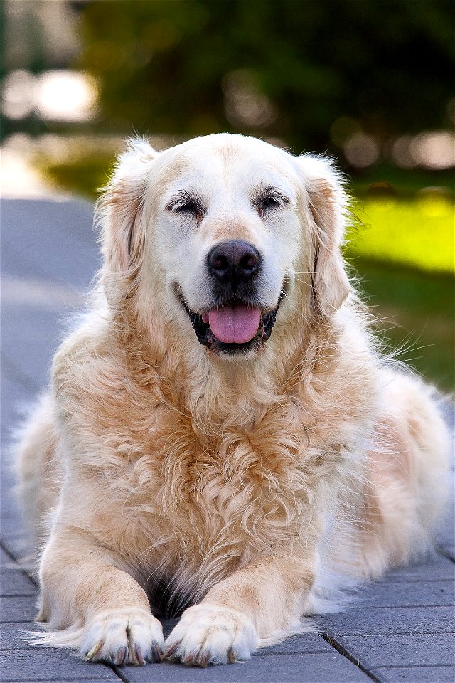 Golden Retriever Dog photo