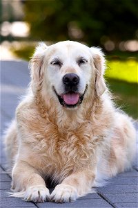 Golden Retriever Dog photo