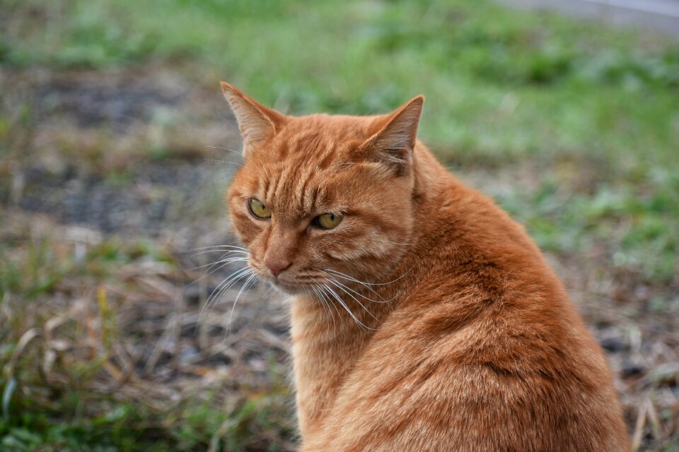 Line of sight stare cat's eye