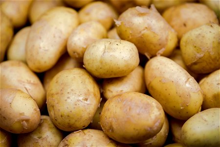 Potato Vegetable photo