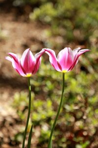 Summer leaf tulip