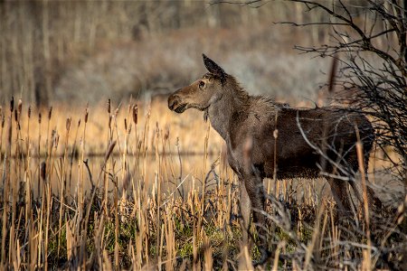 Moose Elk Animal photo