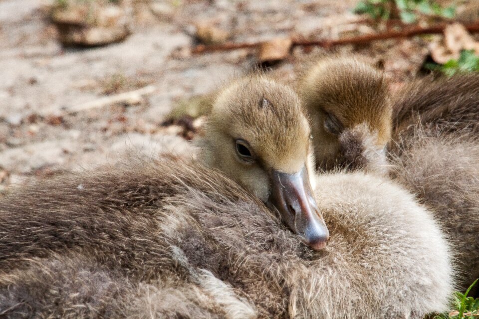 Water bird animal animal world