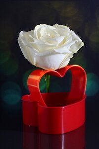 Red heart shape love