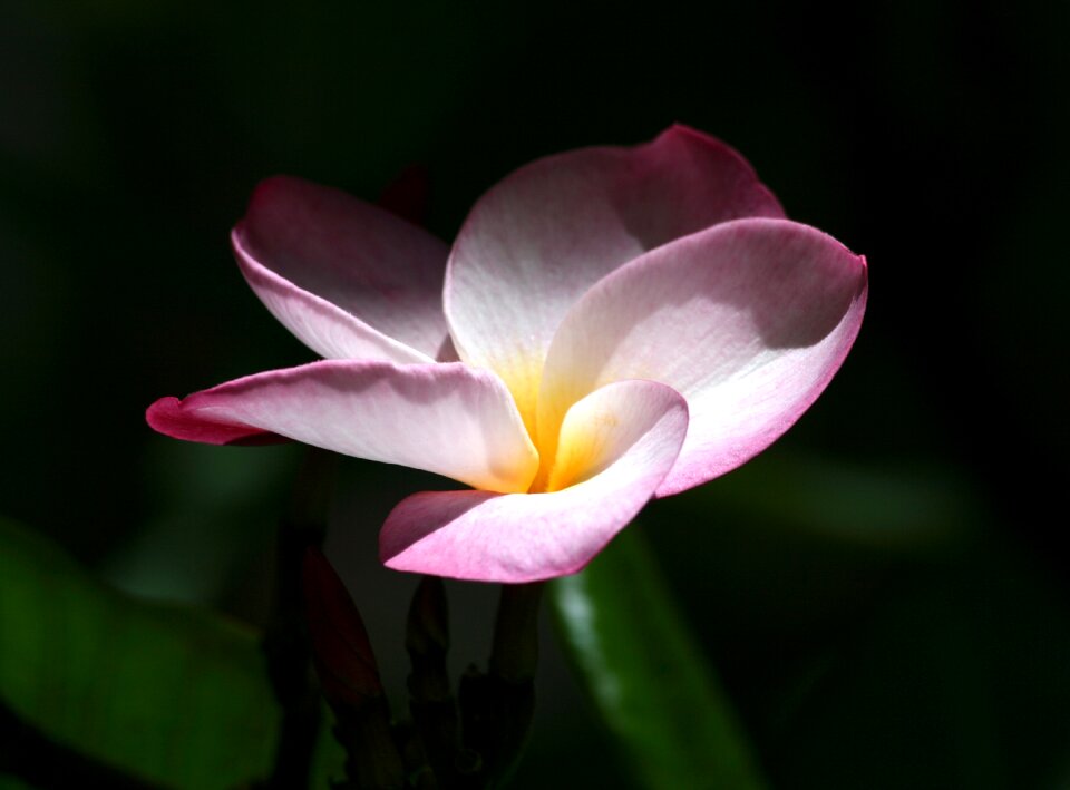 Tropical exotic petal