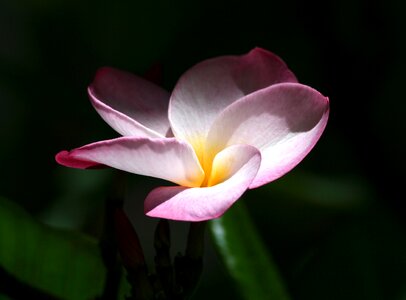 Tropical exotic petal