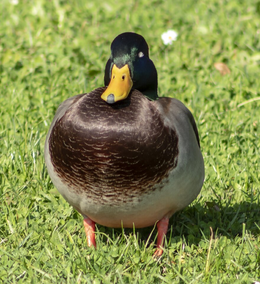 Bird wild bird nature