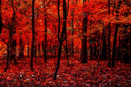 Autumn Leaves Forest photo