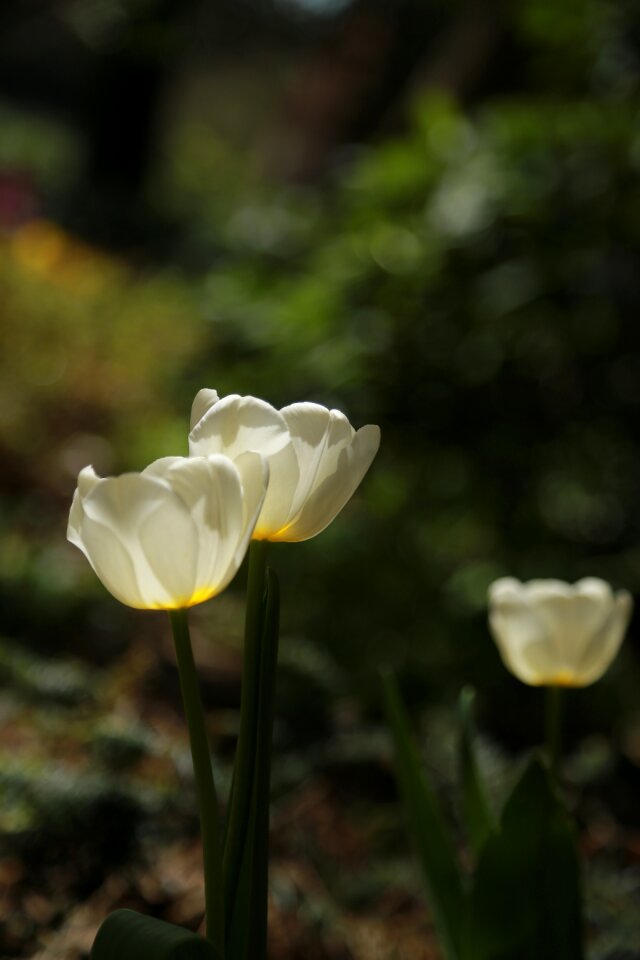 Summer leaf tulip
